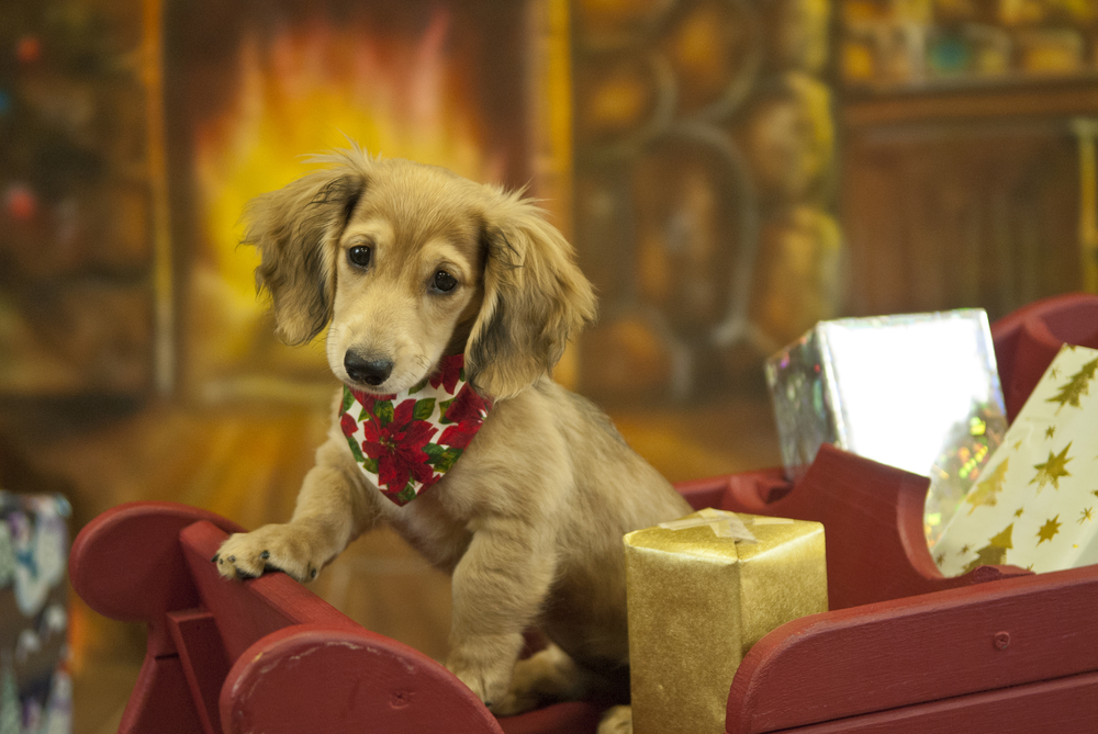 12 Dashing Dogs to Brighten Your Christmas Spirit